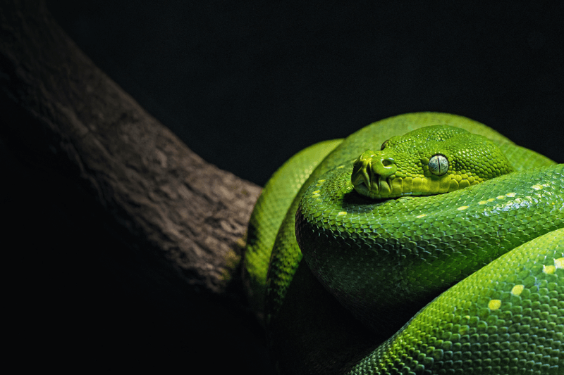 Sotona i njegovi saveznici