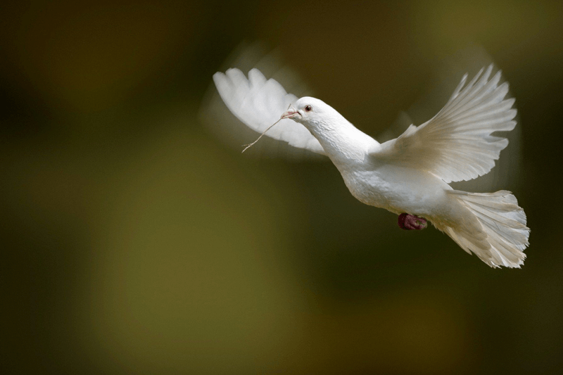 Božje vječno Evanđelje