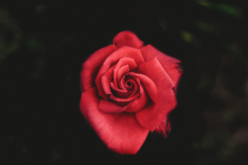 Kraljevska Ljubavna Pjesma