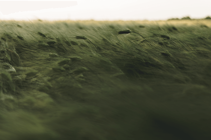 Obitelji u Kojima se Njeguje Vjera