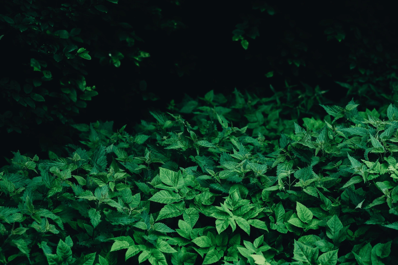 Odgoj i obrazovanje u Edenskom vrtu