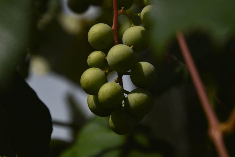 Plemeniti Knez mironosni