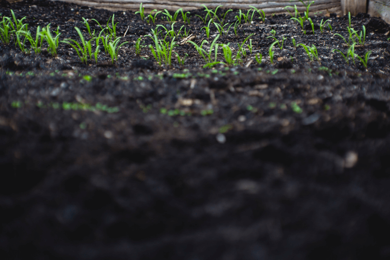 Novorođenje planeta Zemlje