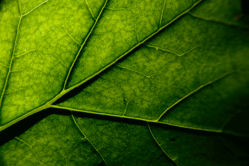 Život u novom Savezu