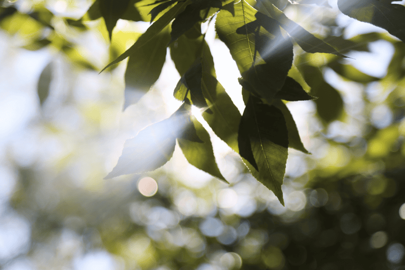 Čas slave — križ i uskrsnuće