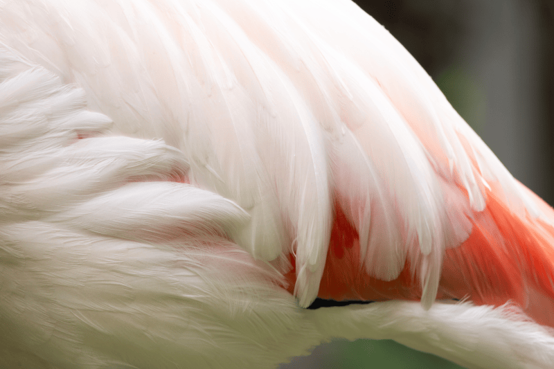 Osnova za prorokovanje