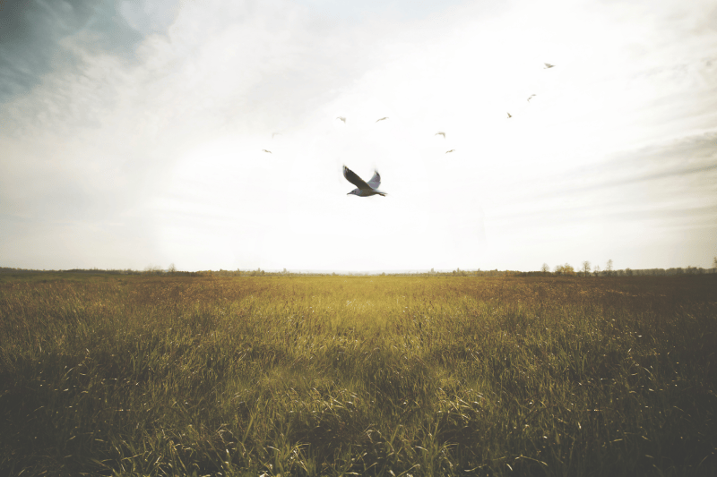 Nebesko državljanstvo